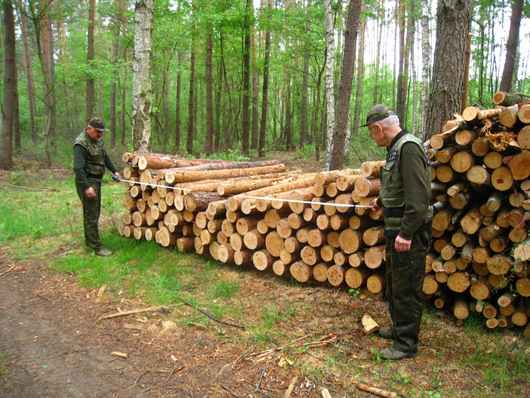 Strażnicy leśni