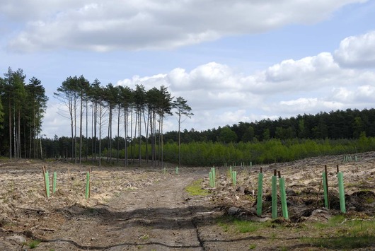 Osłonki na sadzonkach