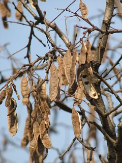 Robinia akacjowa - wyschnięte łuski nasion (autor: Piotr Gach, źródło: www.mojedrzewa.pl)