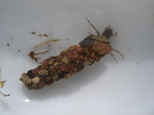 Chruściki - larwa z domkiem (autor: divinenephron, źródło: flickr.com, licencja: CC BY-NC-SA 2.0) 