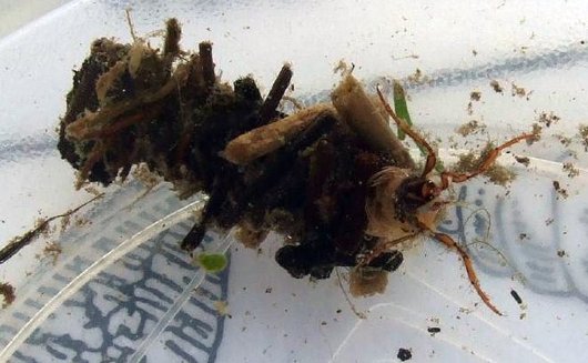 Chruściki - larwa z innym typem domku (autor: Tristram Biggs, źródło: flickr.com, licencja: CC BY-ND 2.0)