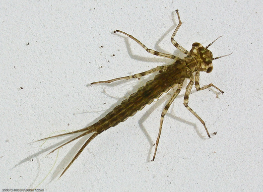 06_zygoptera_01_normal.jpg