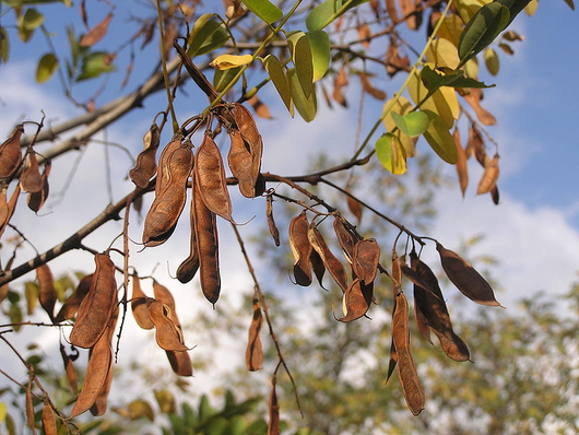 Robinia akacjowa - nasiona (autor: Andrew Butko, źródło: Wikipedia, licencja: CC BY-SA 3.0)