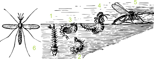 Komarowate - cykl rozwojowy (rycina)