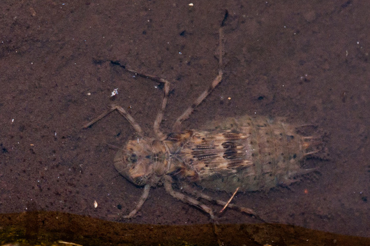 Ważki różnoskrzydłe - larwa (autor: Marc AuMarc, źródło: flickr.com, licencja: CC BY-NC-ND 2.0)