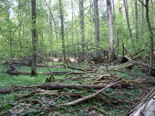 Fragment ścisłego rezerwatu w Białowieskim Parku Narodowym (autor: Nemo5576, źródło: Wikimedia Commons, licencja: CC BY-SA 3.0)