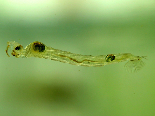 Wodzieniowate - larwa (autor: Piet Spaans, źródło: Wikimedia Commons, licencja: CC BY-SA 2.5)