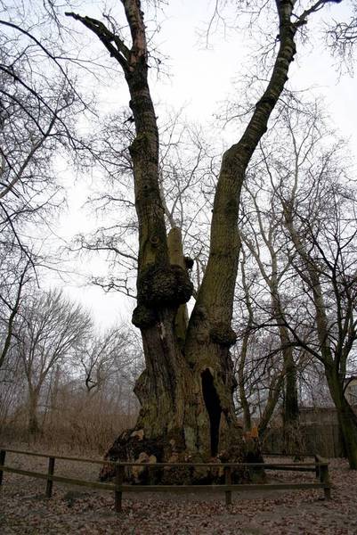 Topola Lesznowska, źródło: Wikipedia