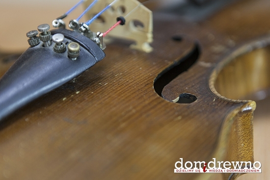 świerk_instrument źródło:domidrewno.pl