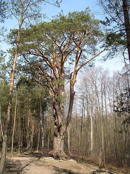 Sosna zwyczajna koło Mińska Mazowieckiego, źródło: Wikipedia