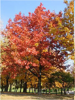 Dąb czerwony - drzewo jesienią (autor: Piotr Gach, źródło: www.mojedrzewa.pl)