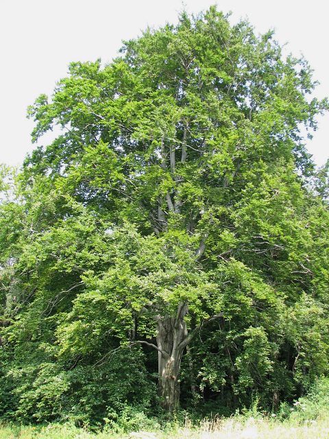 Buk zwyczajny - drzewo (autor: Piotr Gach, źródło: www.mojedrzewa.pl)