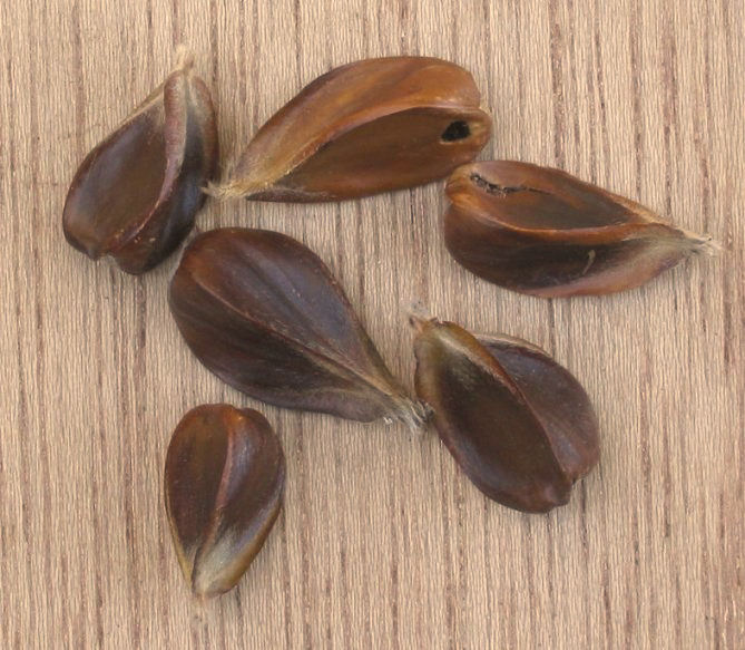 Buk zwyczajny - nasiona (autor: Rasbak, źródło: Wikipedia, licencja: CC BY-SA 3.0)