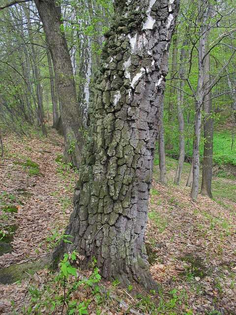 Brzoza brodawkowata - pień (autor: Piotr Gach, źródło: www.mojedrzewa.pl)