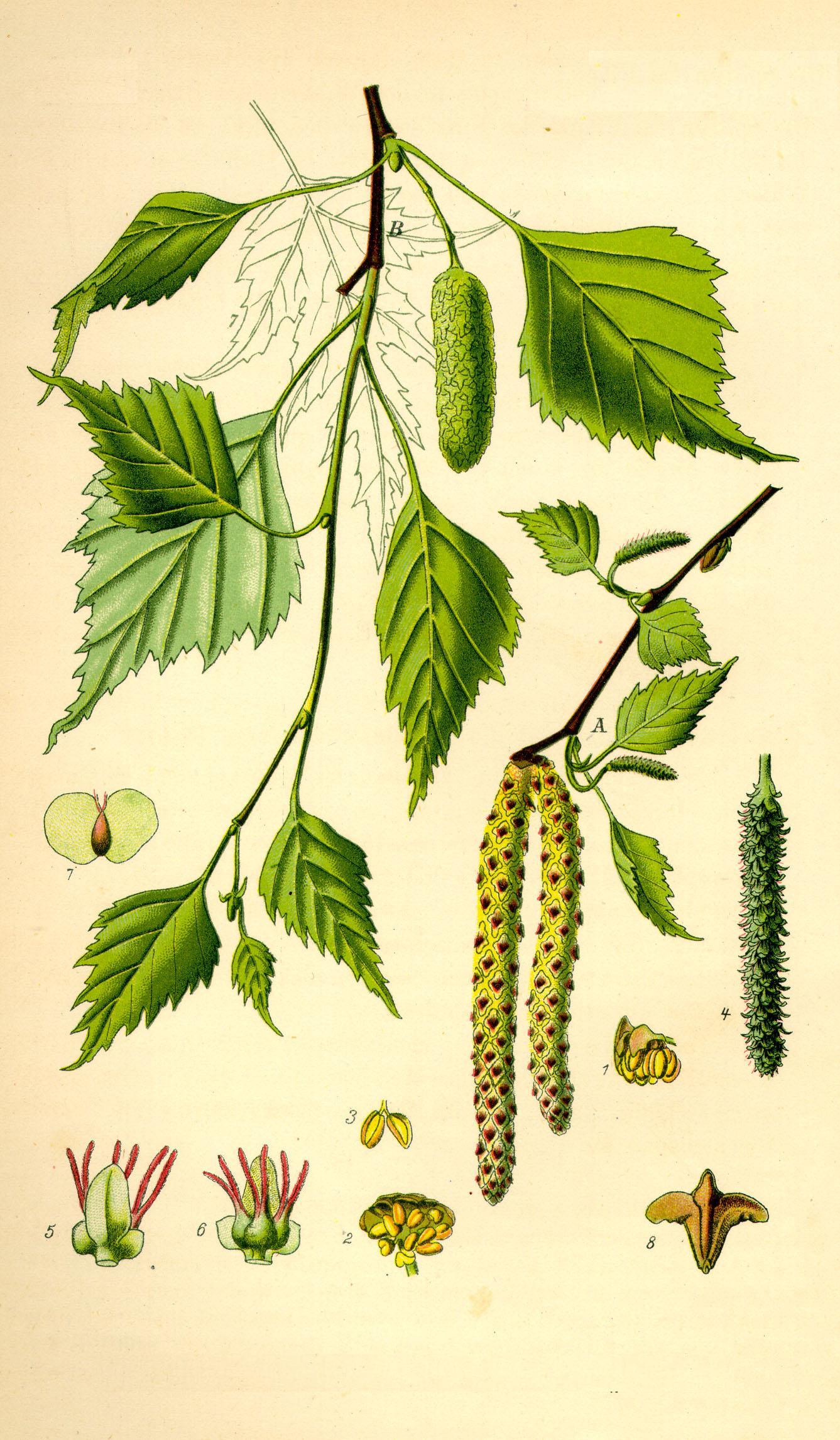 Brzoza brodawkowata (autor: Prof. Dr. Otto Wilhelm Thomé, źródło: Wikipedia, licencja: domena publiczna)