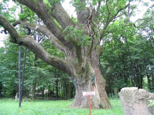 dąb szypułkowy - drzewo (autor: Goku122, źródło: Wikipedia, licencja: CC BY-SA 3.0)