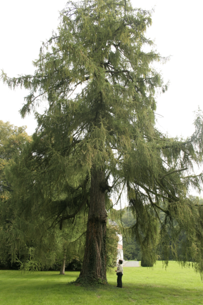 Modrzew europejski - drzewo (autor: Jean-Pol GRANDMONT, źródło: Wikipedia, licencja: CC BY 3.0)