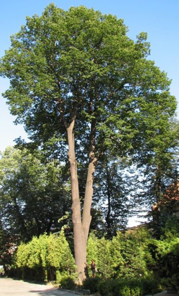 Lipa szerokolistna - drzewo (autor: Piotr Gach, źródło: www.mojedrzewa.pl)