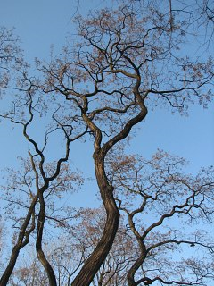 akacja jesienią (autor: Piotr Gach, źródło: www.mojedrzewa.pl)