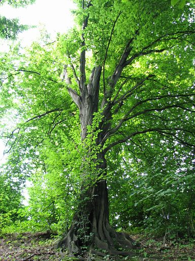 Grab pospolity - drzewo (autor: Piotr Gach, źródło: www.mojedrzewa.pl)