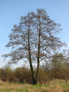 Olsza czarna - drzewo (autor: Piotr Gach, źródło: www.mojedrzewa.pl)