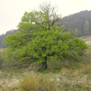 Jesion wyniosły - drzewo (autor: Piotr Gach, źródło: www.mojedrzewa.pl)