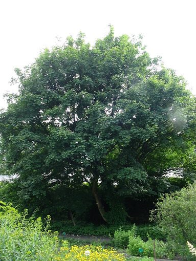Klon polny - drzewo (autor: Piotr Gach, źródło: www.mojedrzewa.pl)