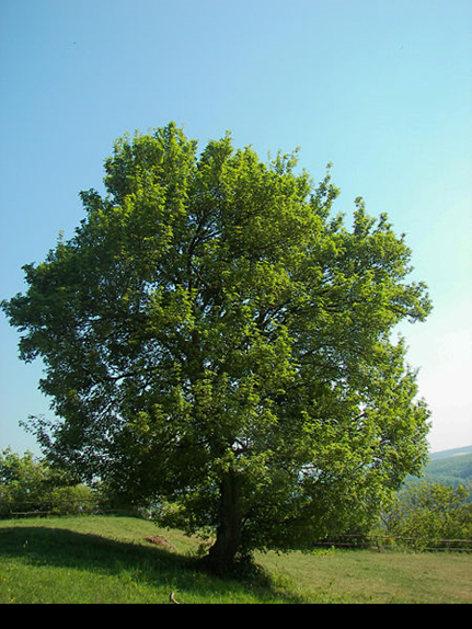 Klon polny - drzewo (autor: Willow, źródło: Wikipedia, licencja: CC BY-SA 2.5)