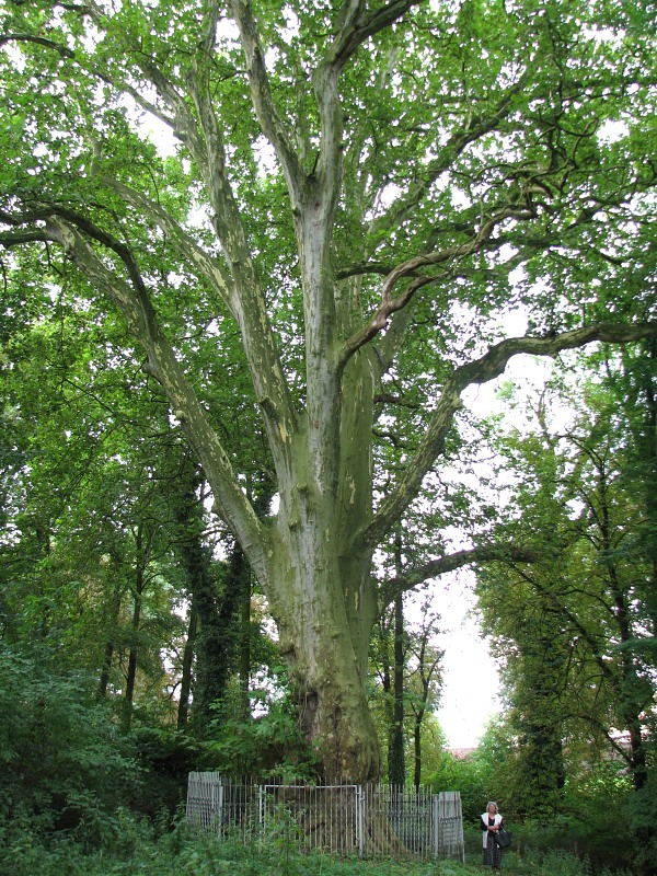 platan klonolistny (autor: Piotr Gach, źródło: www.mojedrzewa.pl)