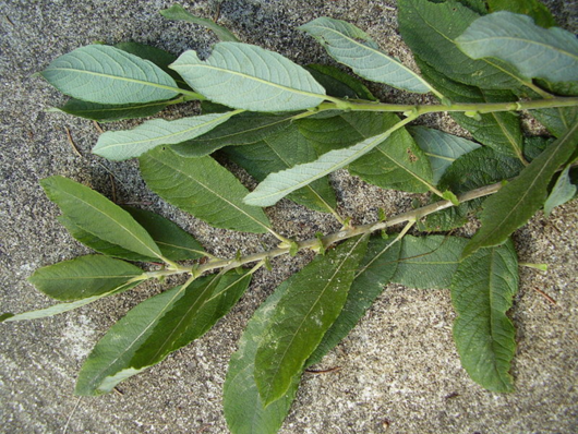Wierzba szara - liście (autor: BCB, źródło: Wikipedia, licencja: CC BY-SA 3.0)