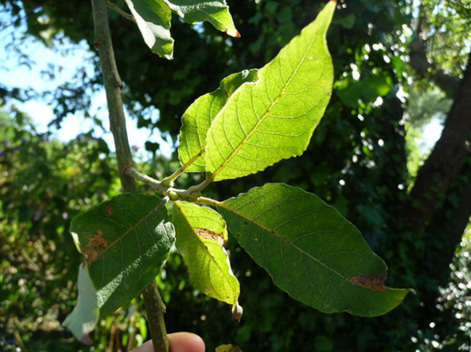 Wierzba szara - liście (autor: Oroussei, źródło: Wikipedia, licencja: CC BY-SA 3.0)