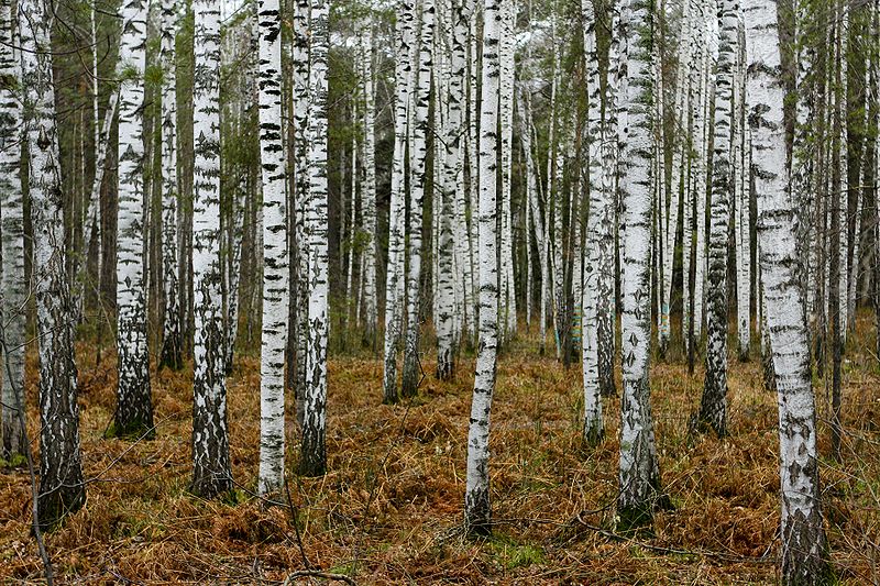 Brzoza brodawkowata - las (autor: Brian Jeffery Beggerly, źródło: Wikipedia, licencja: CC BY 2.0)