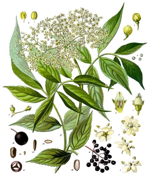 Bez czarny - ilustracja (autor: Franz Eugen Köhler, źródło: Wikipedia, licencja: domena publiczna)