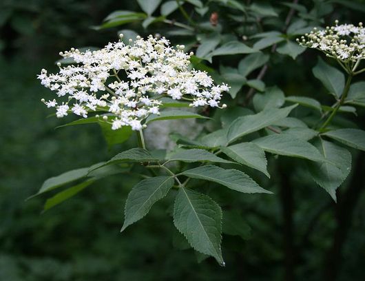 Bez czarny - liście i kwiaty (autor: Franz Xaver, źródło: Wikipedia, licencja: CC BY-SA 3.0)