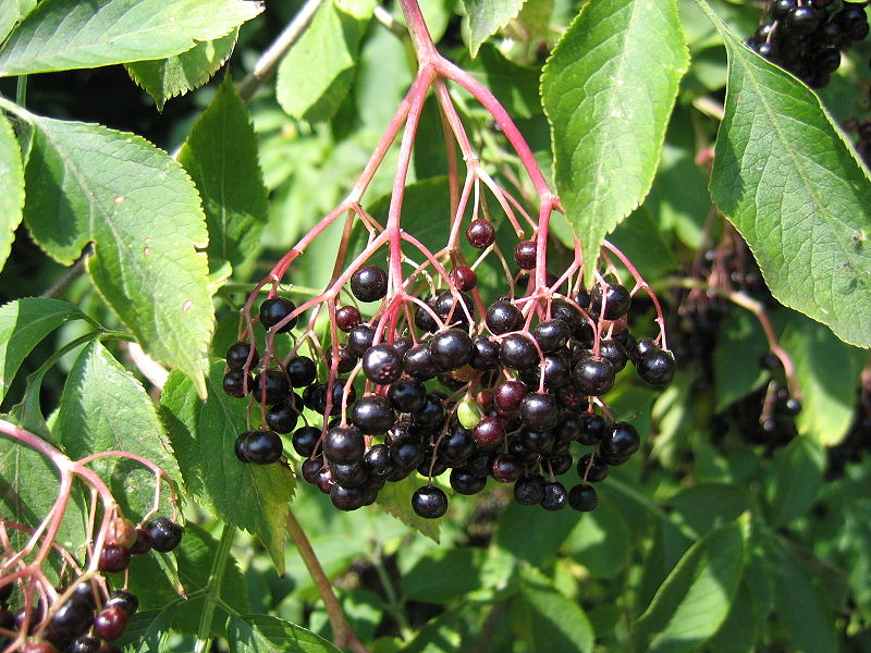 Bez czarny - owoce (autor: Agnieszka Kwiecień, źródło: Wikipedia, licencja: CC BY-SA 3.0)