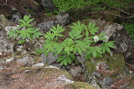 Bez koralowy - młody krzew (autor: Walter Siegmund, źródło: Wikipedia, licencja: CC BY-SA 3.0)