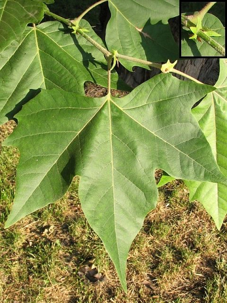 platan Platanus x hispanica 'Acerifolia' (autor: Piotr Gach, źródło: www.mojedrzewa.pl)