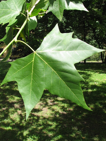 platan Platanus x hispanica "Acerifolia"