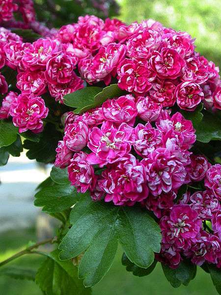 Głóg dwuszyjkowy - kwiaty różowe (autor: A. Barra, źródło: Wikipedia, licencja: CC BY-SA 3.0)