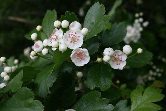 Głóg dwuszyjkowy - kwiaty białe (autor: Sten Porse, źródło: Wikipedia, licencja: CC BY-SA 3.0)
