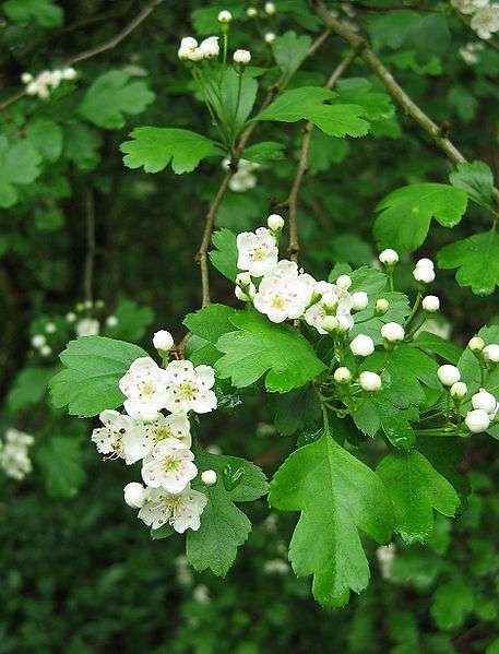 Głóg dwuszyjkowy - kwiaty białe (autor: Andrew Dunn, źródło: Wikipedia, licencja: CC BY-SA 2.0)
