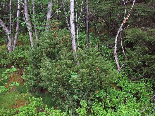 Jałowiec pospolity - krzew w lesie (autor: nz_willowherb, źródło: Wikipedia, licencja: CC BY 2.0)