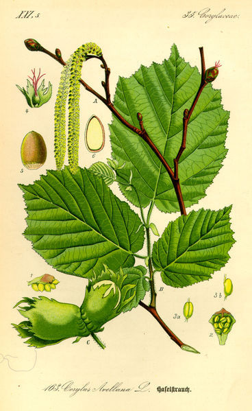 Leszczyna pospolita - ilustracja (autor: Otto Wilhelm Thomé, źródło: Wikipedia, licencja: domena publiczna) Leszczyna pospolita - ilustracja (autor: Otto Wilhelm Thomé, źródło: Wikipedia, licencja: domena publiczna)