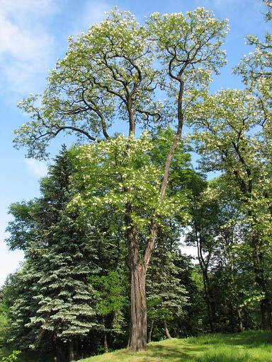 Kwitnąca robinia akacjowa (autor: Piotr Gach, źródło: www.mojedrzewa.pl)