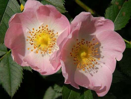 Róża dzika - kwiaty (autor: Luc Viatour, źródło: Wikipedia, licencja: CC BY-SA 3.0)
