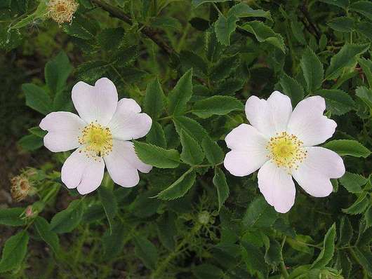 Róża dzika - kwiaty (autor: Andrew Butko, źródło: Wikipedia, licencja: CC BY-SA 3.0)