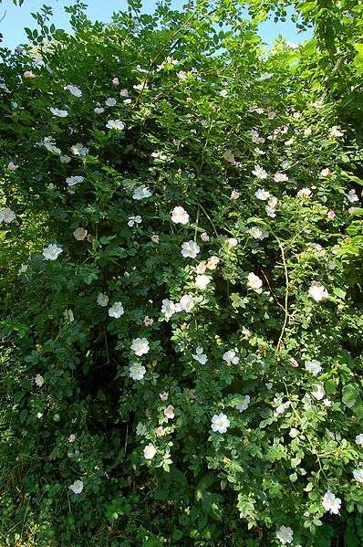 Róża dzika - krzew kwitnacy (autor: Luc Viatour, źródło: Wikipedia, licencja: CC BY-SA 3.0)