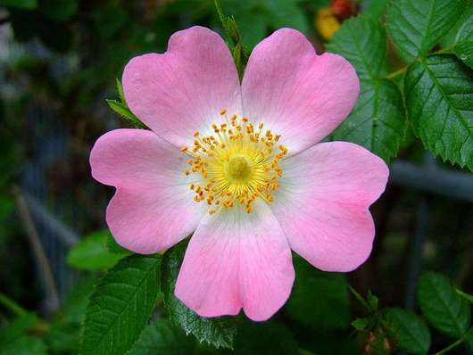 Róża dzika - kwiat (autor: Aiwok, źródło: Wikipedia, licencja: CC BY-SA 3.0)