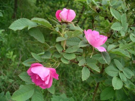Róża dzika - liście i kwiaty (autor: Algirdas, źródło: Wikipedia, licencja: CC BY-SA 3.0)