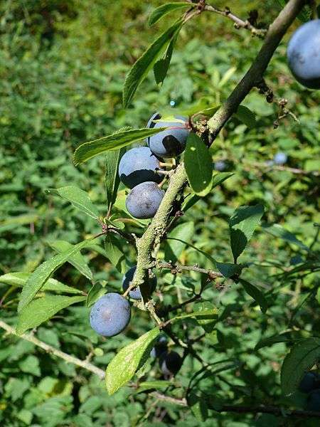 Śliwa tarnina - owoce (autor: Molekuel, źródło: Wikipedia, licencja: CC BY-SA 3.0)